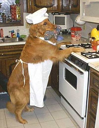 dog_cooking