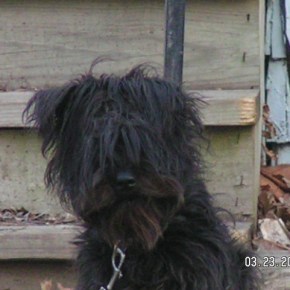 Perros con personalidad.