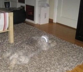 Camuflage al natural (Trivia&nbsp;31)