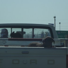 Un conejo muy&nbsp;atrevido.