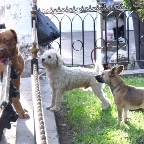 Proteccion y jaula&nbsp;improvisada.