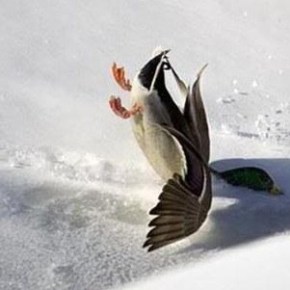 Pajaros confundidos.