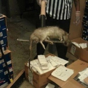 Las ratas gigantes de Nueva&nbsp;York.