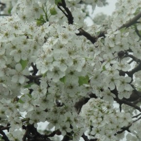 Colores de Primavera.