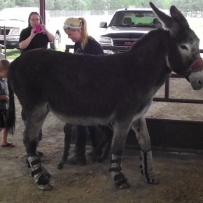 El burro con&nbsp;botas.