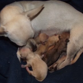 Siendo abuelos caninos.